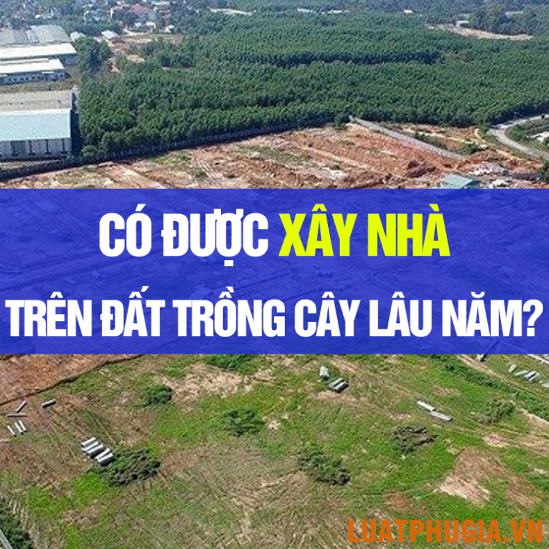 CÓ ĐƯỢC XÂY NHÀ TRÊN ĐẤT TRỒNG CÂY LÂU NĂM KHÔNG?