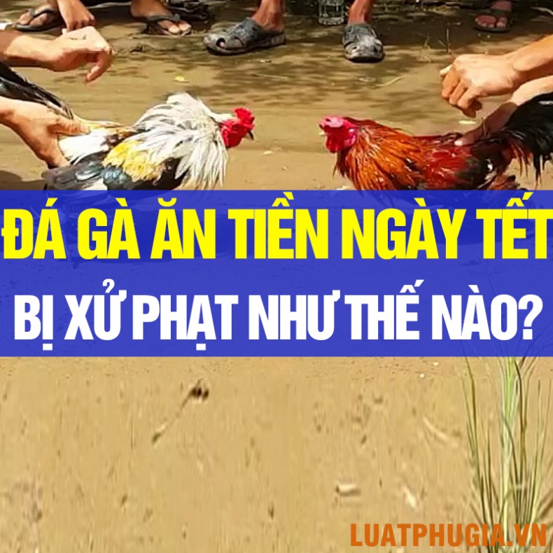 ĐÁ GÀ ĂN TIỀN NGÀY TẾT: NGƯỜI CHƠI VÀ NGƯỜI XEM BỊ XỬ LÝ THẾ NÀO?