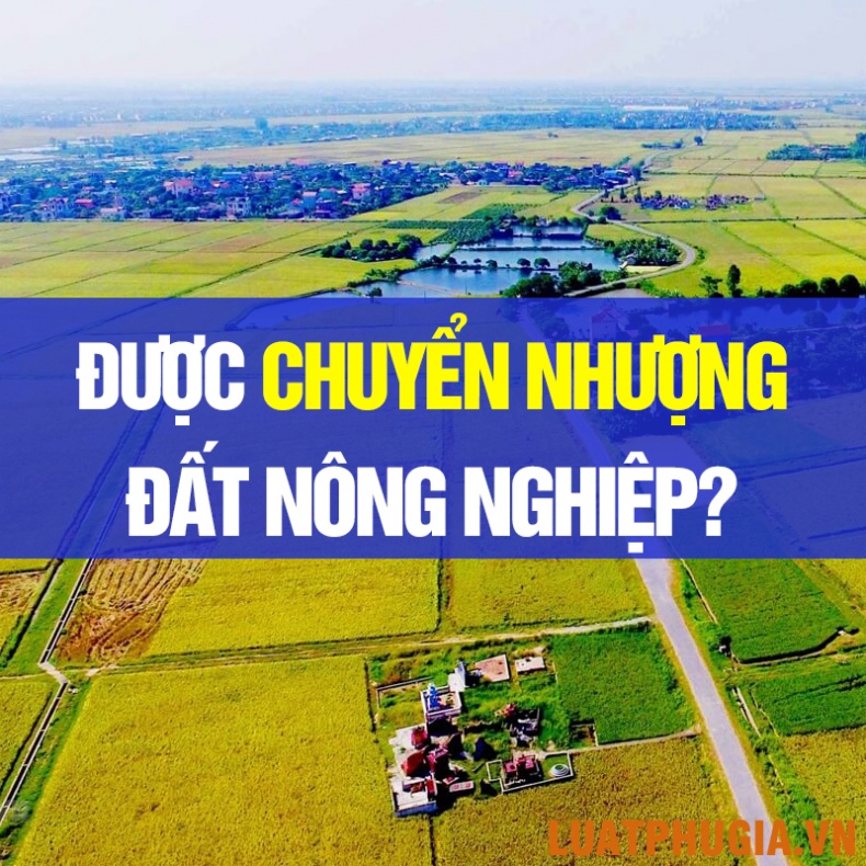 CÓ ĐƯỢC CHUYỂN NHƯỢNG ĐẤT NÔNG NGHIỆP KHÔNG?